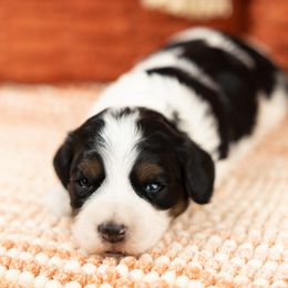 Cockapoo Puppies from Firm Foundation Cockapoos