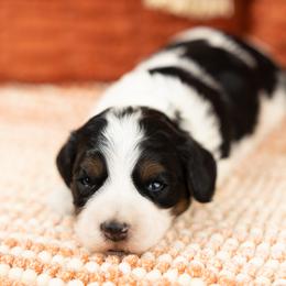 Cockapoo Puppies from Firm Foundation Cockapoos