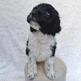 Burberry - Parti male Goldendoodle puppy in Holly Springs, Georgia from Libby Lou’s Goldendoodles