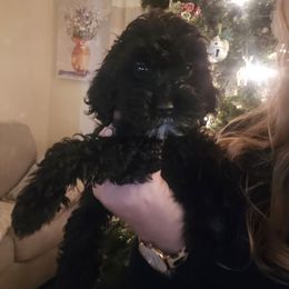Sunny - Black and white female Cockapoo puppy in Galena, Illinois from Perry's doodles