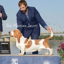 Gimli - Basset Hound