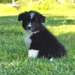 Cedar - Black and white male Border Collie puppy in Olney, Illinois from Heronwood Border Collies
