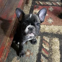 Girl 1 - Brindle and white female French Bulldog puppy in Livingston, Texas from Drake Home Frenchies