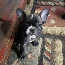 Girl 1 - Brindle and white female French Bulldog puppy in Livingston, Texas from Drake Home Frenchies