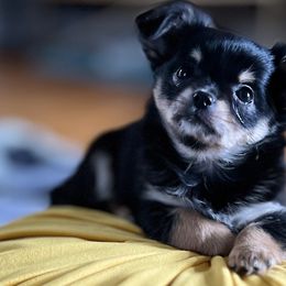 Chihuahuas from Tiny Nation Chihuahuas