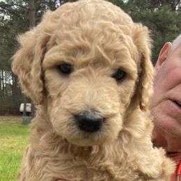 Girl 1 - Goldendoodle puppy in Plantersville, Texas from PA Farm