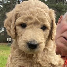 Girl 1 - Goldendoodle puppy in Plantersville, Texas from PA Farm