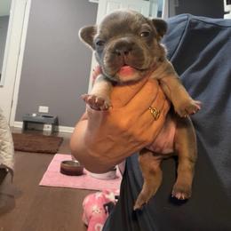 Dior - Blue male French Bulldog puppy in Bolingbrook, Illinois from Flores Frenchies