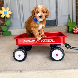 Bay - Red  male Goldendoodle puppy in West Haven, Utah from Split Mountain Doodles