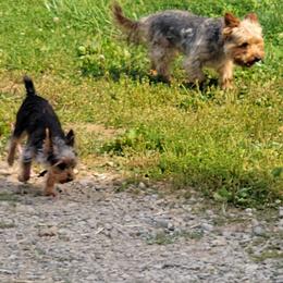 Yorkshire Terriers from T L Tharp Farm