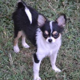Chihuahua All Grown Up from Schroeder Chihuahuas