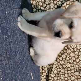 Labrador Retriever Puppies from Logan Acre Labradors