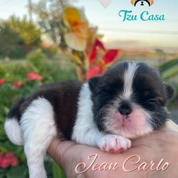 Jean Carlo - Red and white male Shih Tzu puppy in Mercedes, Texas from Tzu Casa