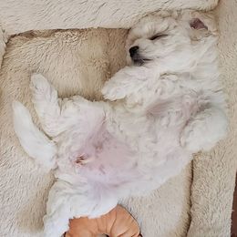 Bichon Frises from Wrapped Up In Dogs
