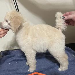 Poodle Puppies from Desert Diamond Poodles