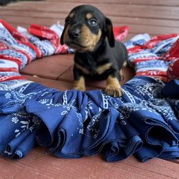 Dachshund Puppies from Johnson’s Weiner Farm