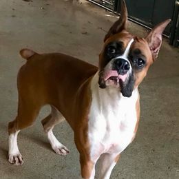 Ty - Boxer