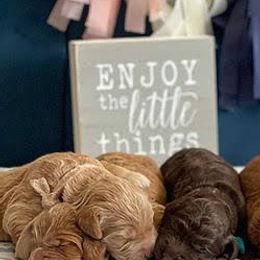 Australian Labradoodles from Labradoodle Dreams