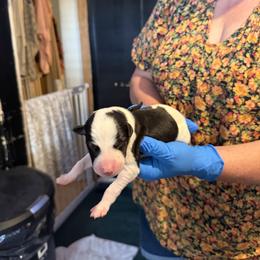 Black Collar - White and black male Greyhound puppy in Mesa, Arizona from ARK Greyhound Kennel LLC