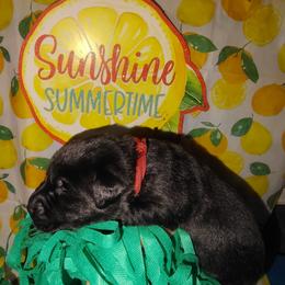 Maroon - Black male Labrador Retriever puppy in Holyoke, Massachusetts from Urban Oak Labradors LLC