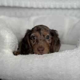 Dachshund Puppies from Dash of Love