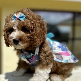Cavapoo, Cockapoo, and Poodle Puppies from Benji’s Cockapoos