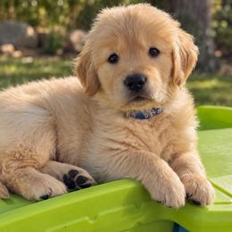 3rd pick boy - Golden male Golden Retriever puppy in Fresno, California from Warwick’s Central California Goldens