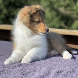 Shetland Sheepdog Puppies from Royal Tea Shelties