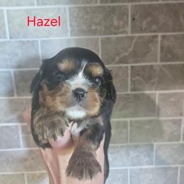 Hazel - Black and tan female Cavalier King Charles Spaniel puppy in Caledonia, Michigan from Magnolia Acres