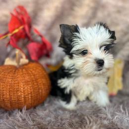Boy - Parti male Yorkshire Terrier puppy in Riverside, California from Empire Yorkies