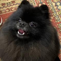 Pomeranians and Yorkshire Terriers from Chasing Rainbows Yorkies