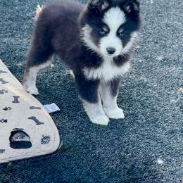 Black and silver female - Black and white female Pomsky puppy in Lemon Cove, California from Magic Ranch Mini Aussies