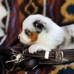 Twinky - Blue merle female Australian Shepherd puppy in Paola, Kansas from Tiz Ranch