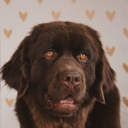 Fern - Newfoundland