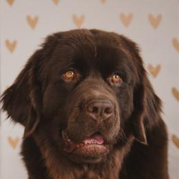 Fern - Newfoundland