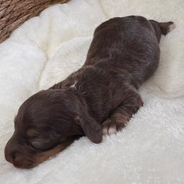 TBD - Chocolate and tan female Dachshund puppy in Wallingford, Kentucky from Hensley Homestead Dachshunds