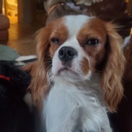 Perfect - Cavalier King Charles Spaniel