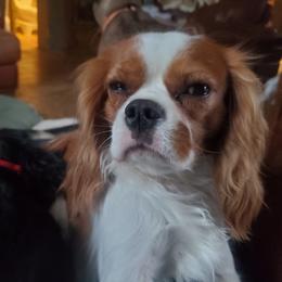 Perfect - Cavalier King Charles Spaniel