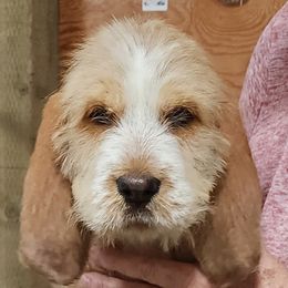Girl 1 - Otterhound puppy from Crossroads Otterhounds