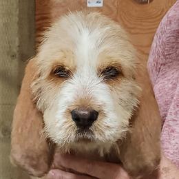 Girl 1 - Otterhound puppy from Crossroads Otterhounds