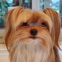 Waterford - Yorkshire Terrier