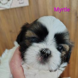 Maggie now Myrtle - Red and white female Shih Tzu puppy in Palmyra, New York from Karen's Tzus of Palmyra-Macedon