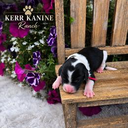Bo peep - Black and white female Sheepadoodle puppy in Ashton, Idaho from Kerr Kanine Ranch