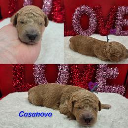 Casanova - Red male Bernedoodle puppy in Summerville, South Carolina from Channys Doodles
