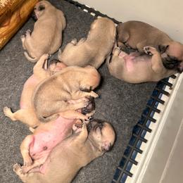 Boy 1 - Fawn male Pug puppy in Norborne, Missouri from Pug Palace