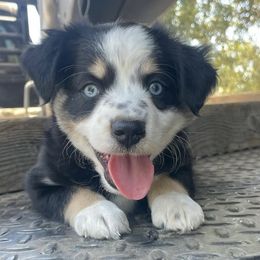 Miniature Australian Shepherds from Happy to See You Mini Aussies