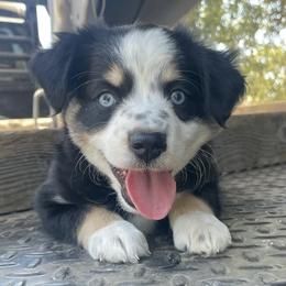 Miniature Australian Shepherds from Happy to See You Mini Aussies