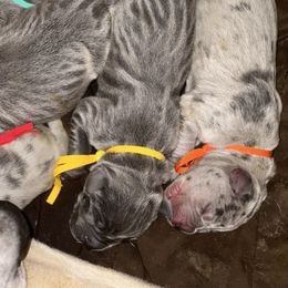 Haven - Blue female Great Dane puppy in Gainesville, Georgia from DeBruce Danes