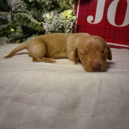Holly - Cream female Dachshund puppy in Lumber City, Georgia from CarolinaDachshunds