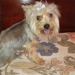 Olive - Yorkshire Terrier
